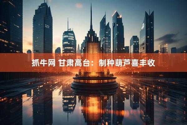 抓牛网 甘肃高台：制种葫芦喜丰收